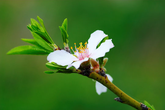 flor de almendro ( prunus amygdalus )