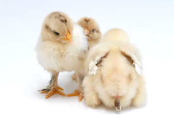 chicken