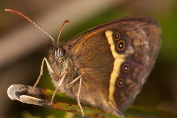 mariposa (pyronia bathseba)