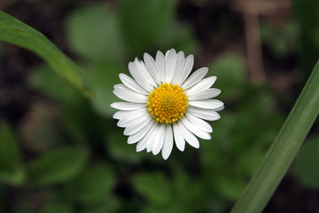 Obraz premium piccola margherita di prato