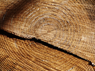 Fototapeta premium tronco