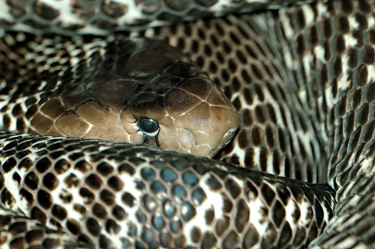 python