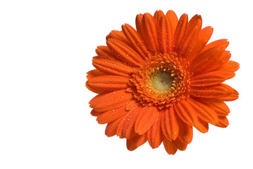 orange flower isolated