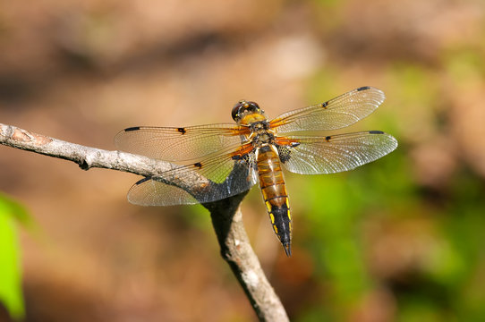 bright dragonfly