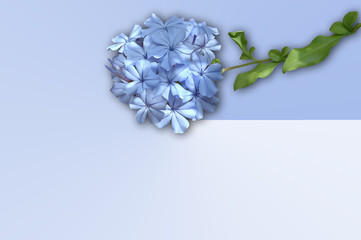 Obraz na płótnie Canvas Blume INB blau