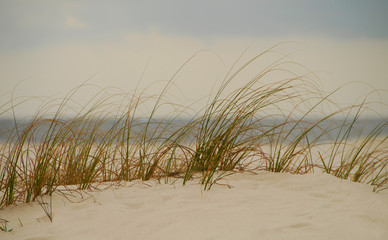 beach sand dune