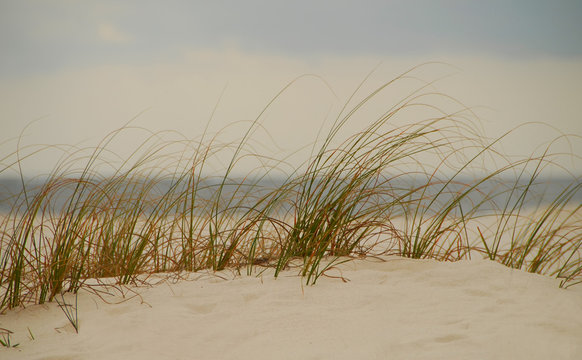 Beach Sand Dune