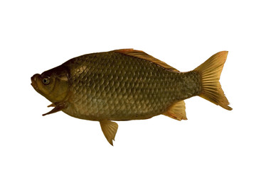 crucian big and thick.