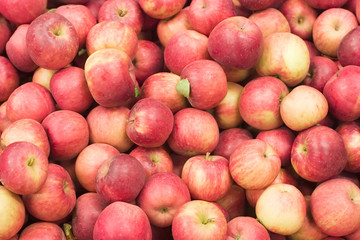 harvest time for apples