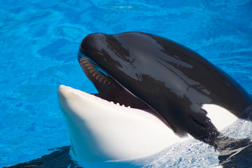 killer whale is having fun