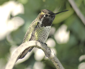 hummingbird in a tree 1