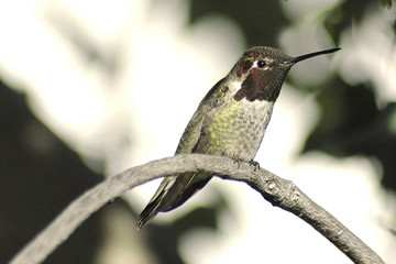 hummingbird in a tree 2
