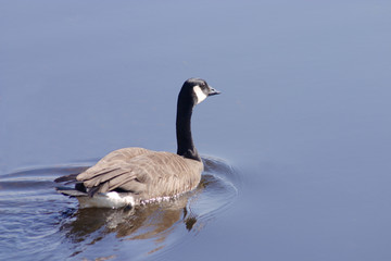 canada goose