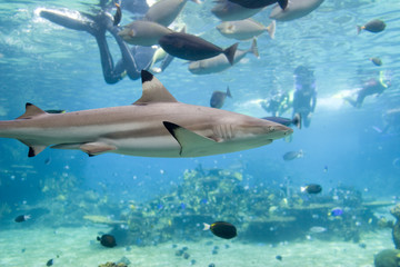 Obraz premium sharkfishndive