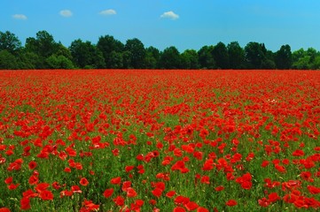 poppies