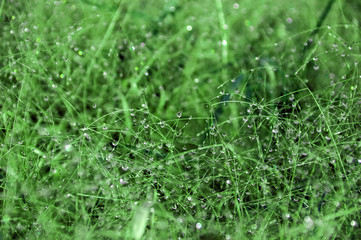 green wet grass