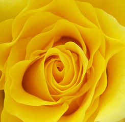 gelbe rosenbl&uuml;te