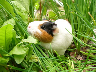 cochon d'inde