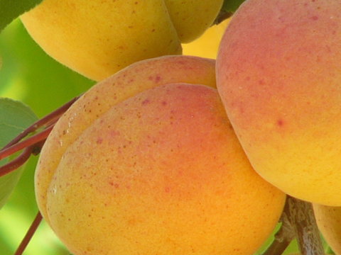 abricots