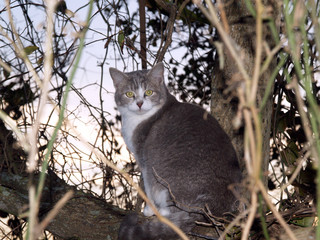 Fototapeta premium feral house cat in a tree