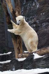 polar bear