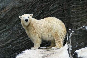 polar bear