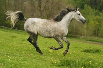 running arabian horse, shagya arab