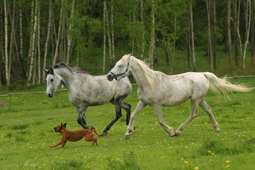running arabian horses and dog, shagya arab