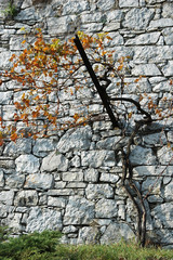 vine plant along wall