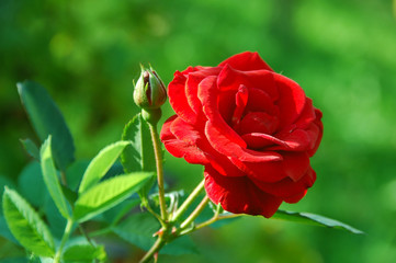 romantic rose