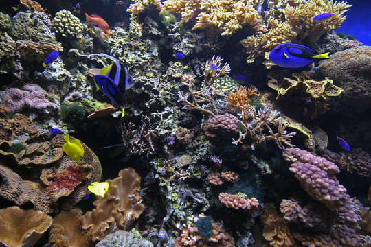 Fototapeta coral reef