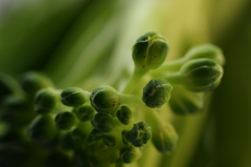 vegetables in detail