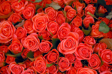 bunch of roses