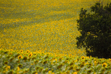 champs de tournesols