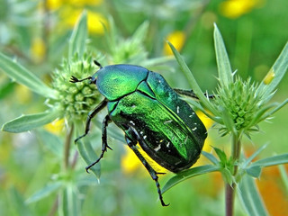 the big green beetle.