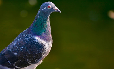 pigeon's look