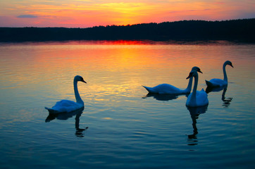 swan family