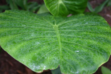 broad leaf
