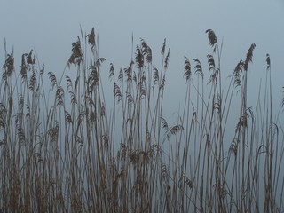 marsh grass in fog
