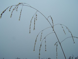 droplets