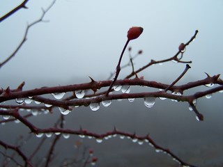 droplets