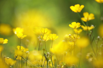 yellow flower closeup