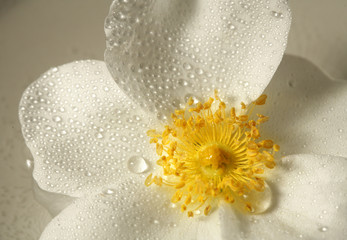 yellow flower closeup