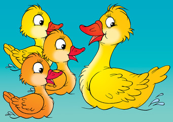 duck and ducklings