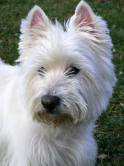 westie - cesar-west higland white terrier