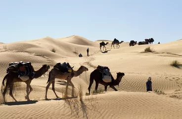 Deurstickers caravanes de dromadaires dans le sahara © Christian Lebon