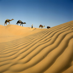 Fototapeta na wymiar karawana wielbłądów i wydmach Sahary