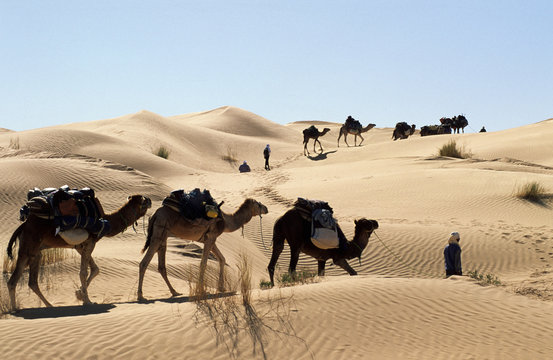 caravanes de dromadaires dans le sahara