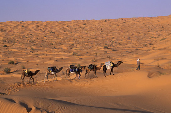 caravane de dromadaires au sahara