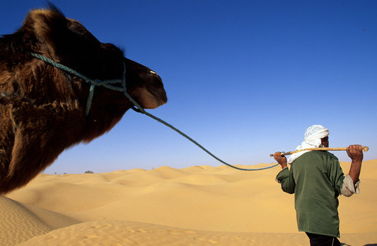 chamelier et son dromadaire dans le sahara